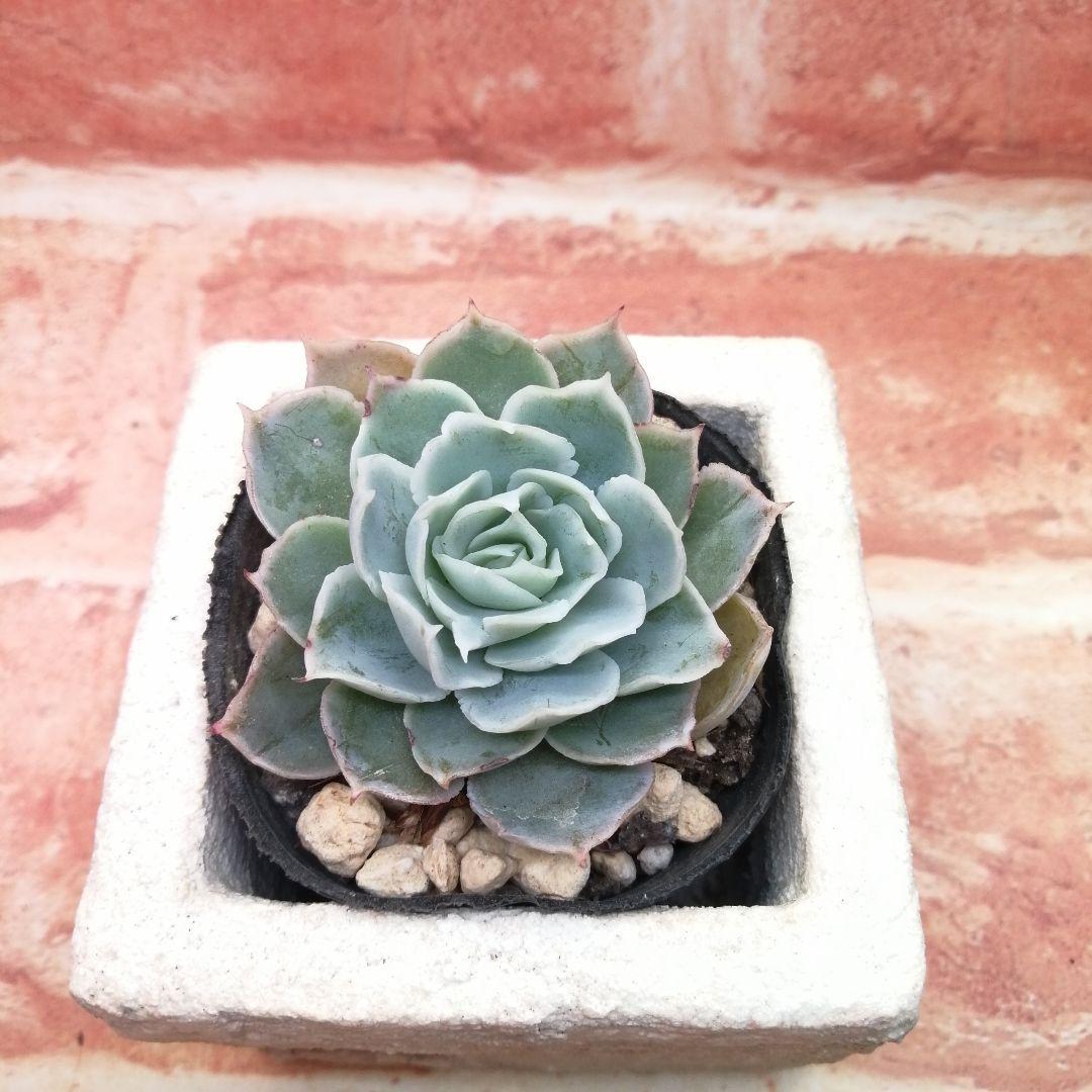 【⠀速達付き】まめこ様ご依頼分 桜大福他 多肉 エケベリア 錦玉園さん