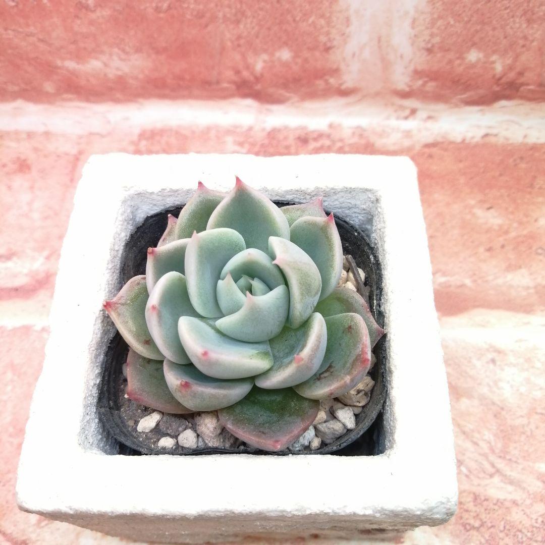 【⠀速達付き】まめこ様ご依頼分 桜大福他 多肉 エケベリア 錦玉園さん