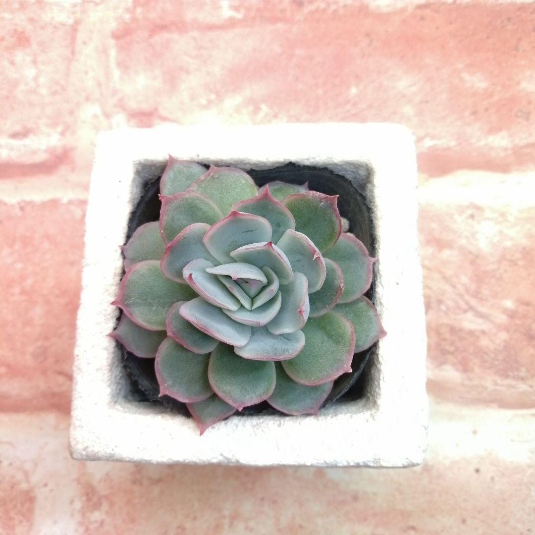 【⠀速達付き】まめこ様ご依頼分 桜大福他 多肉 エケベリア 錦玉園さん