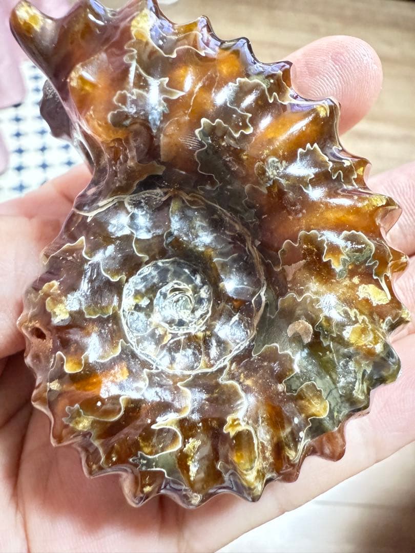 新品　マダガスカルのアンモナイト化石　超大　本物保証　おまけ付き　希少　送料無料