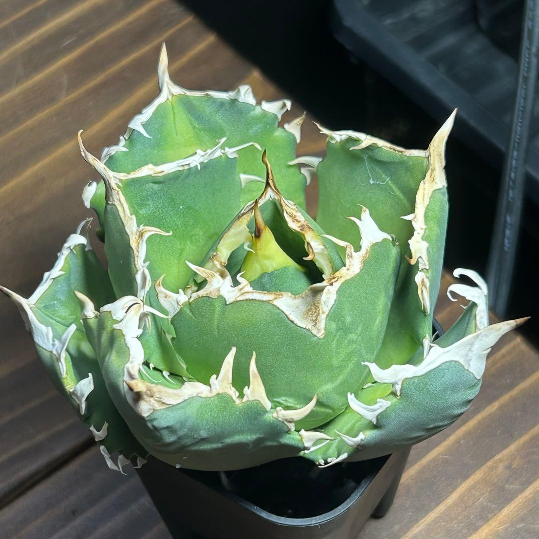 Agave titanota White Ball (Maxilla) イラン株