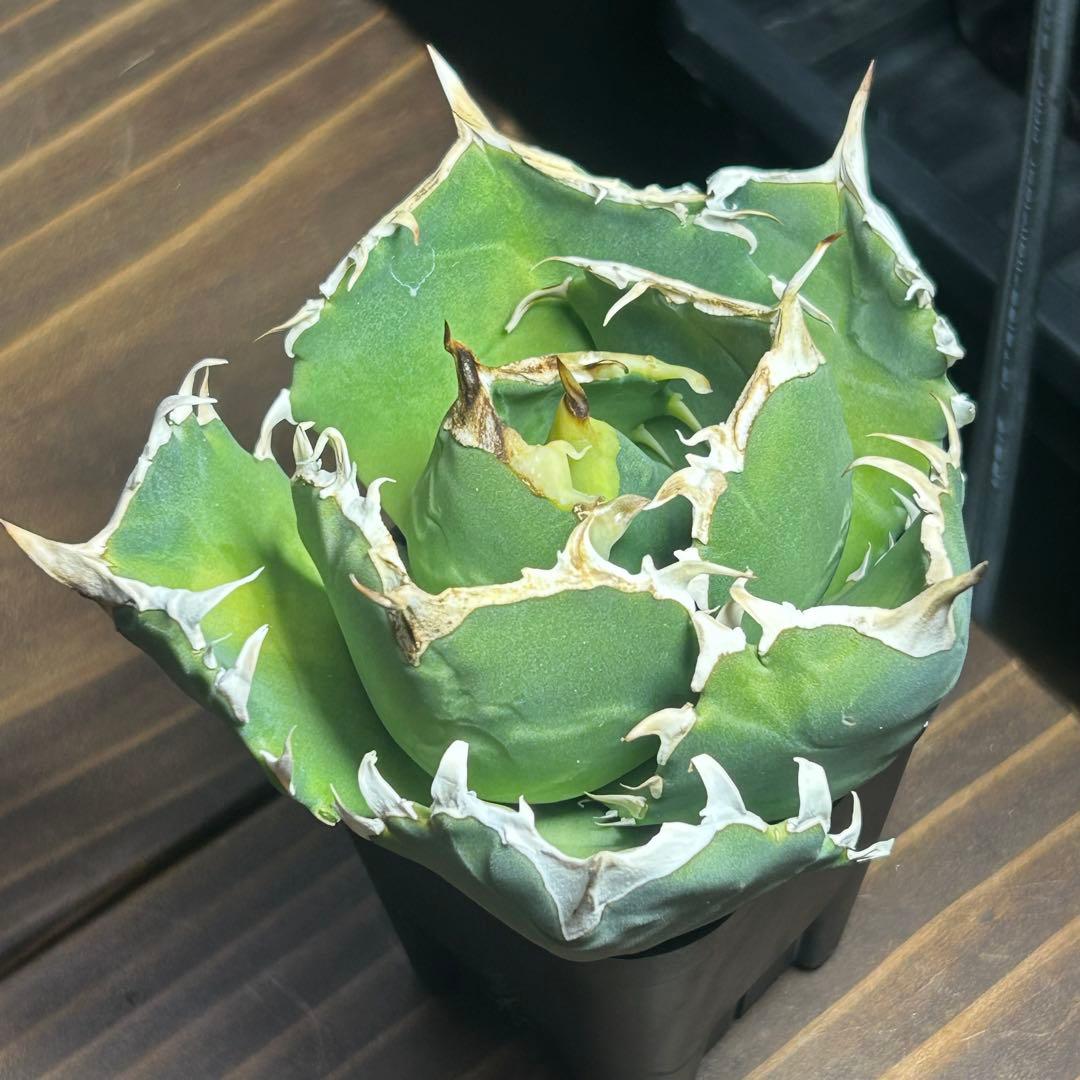 Agave titanota White Ball (Maxilla) イラン株