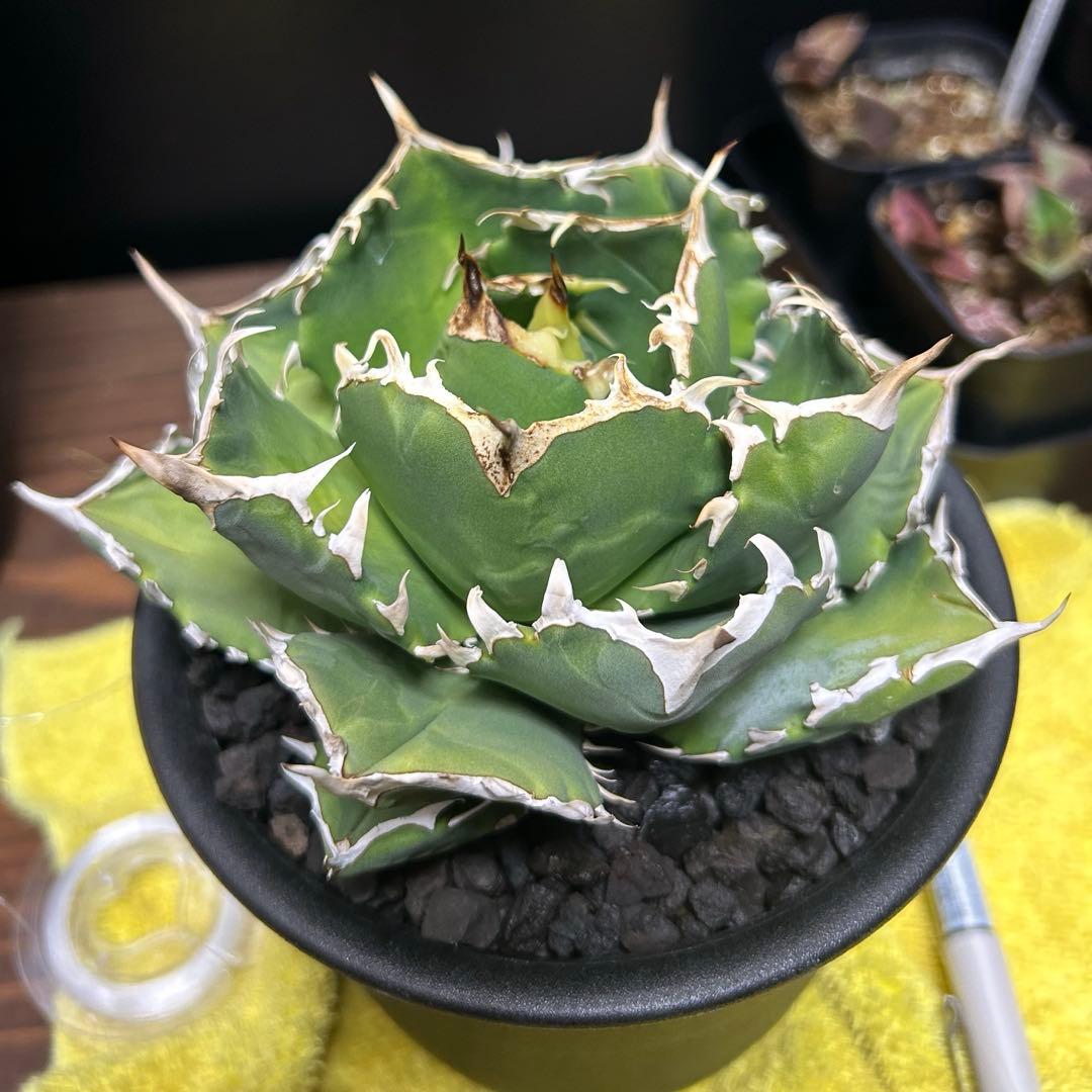 Agave titanota White Ball (Maxilla) イラン株