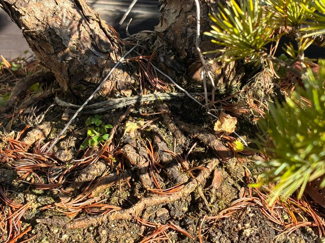 ★盆栽★ 赤石五葉松　E- 31 樹齢100年以上　★愛媛県より発送★