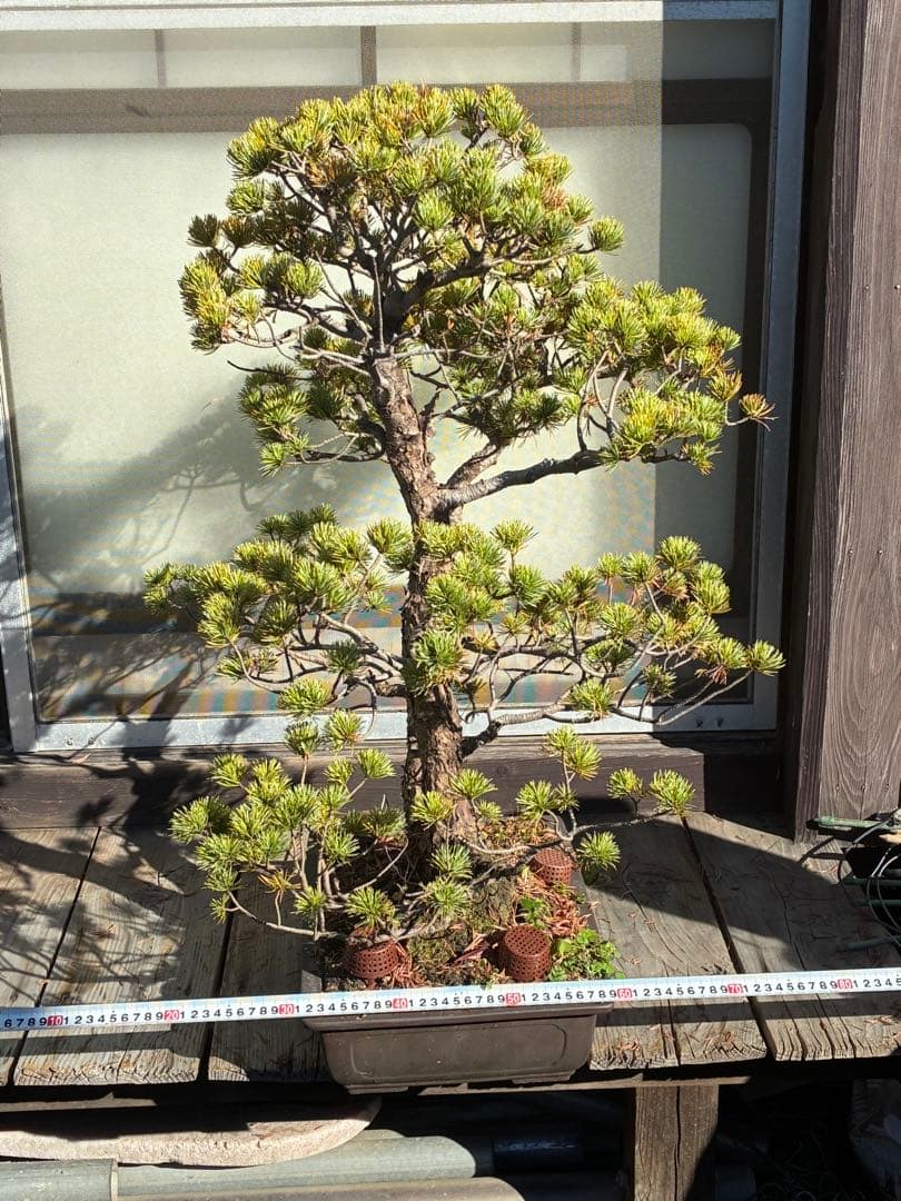 ★盆栽★ 赤石五葉松　E- 31 樹齢100年以上　★愛媛県より発送★