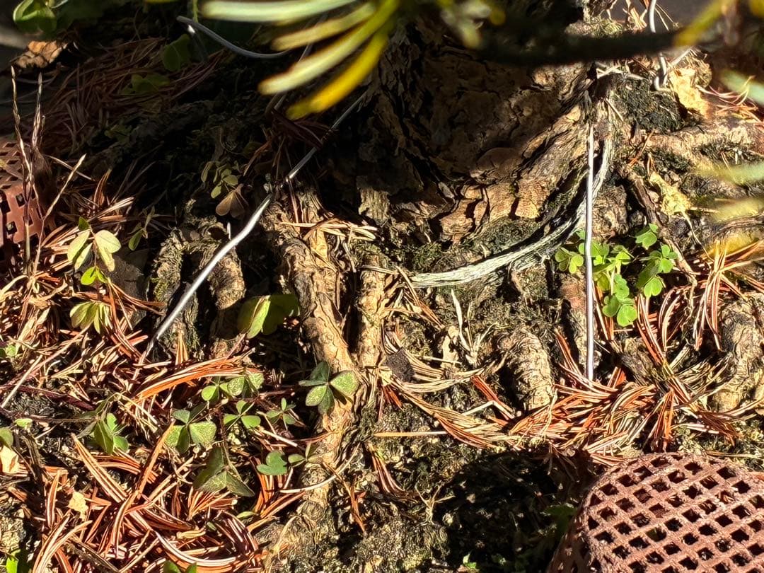 ★盆栽★ 赤石五葉松　E- 31 樹齢100年以上　★愛媛県より発送★