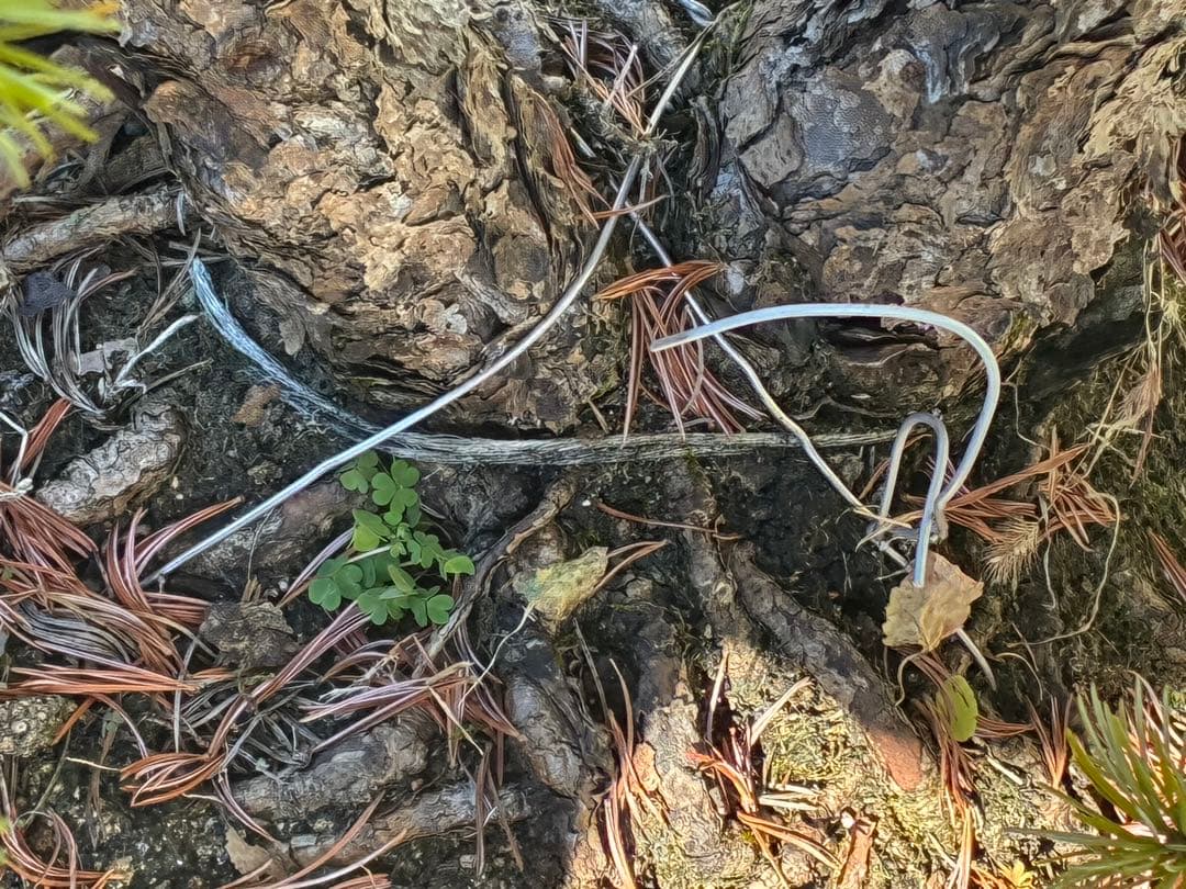 ★盆栽★ 赤石五葉松　E- 31 樹齢100年以上　★愛媛県より発送★