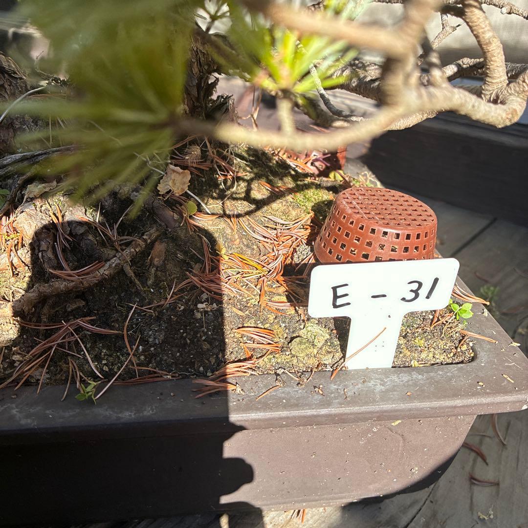 ★盆栽★ 赤石五葉松　E- 31 樹齢100年以上　★愛媛県より発送★