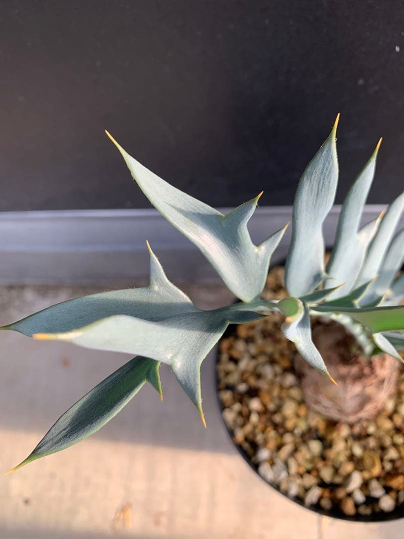 【南ア産・発根済】エンセファラルトス・ホリダス｜ショートリーフNo4-29