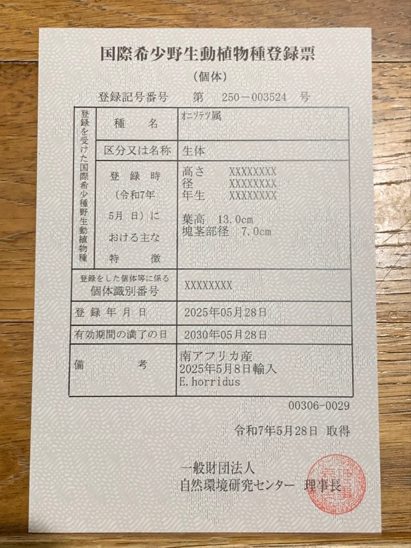 【南ア産・発根済】エンセファラルトス・ホリダス｜ショートリーフNo4-29