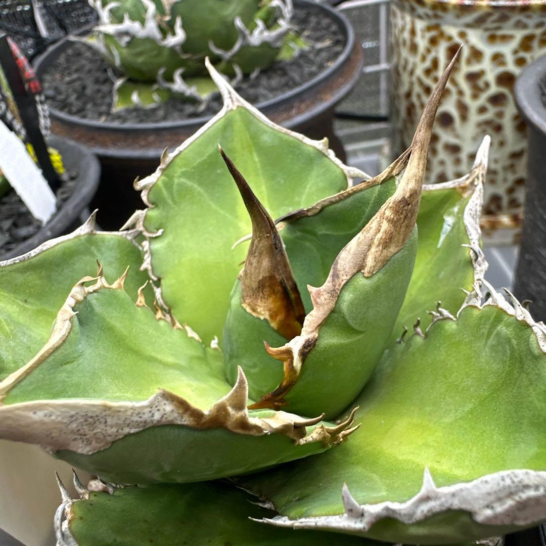 アガベ　X犀　xrhino