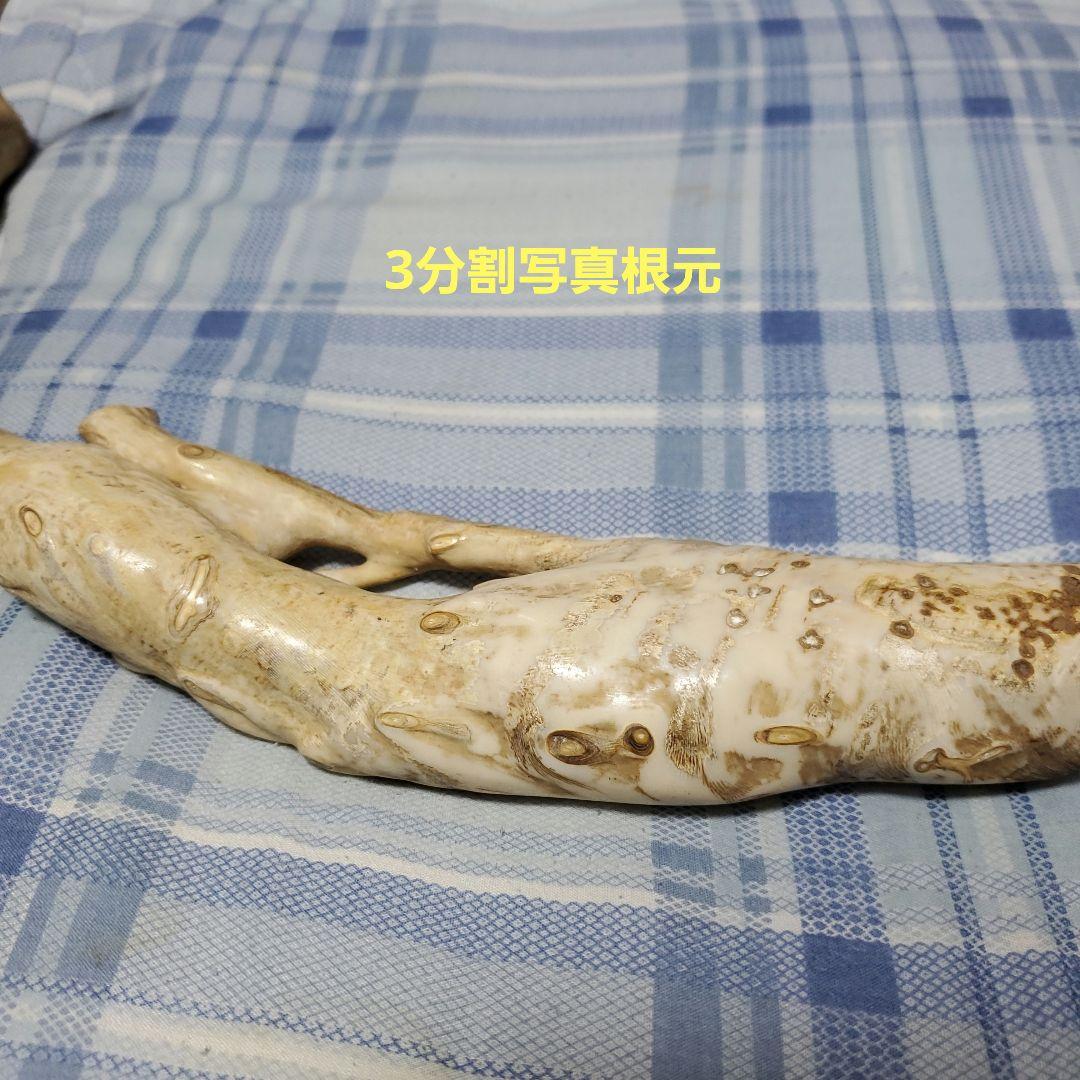 深海松　天然珊瑚　原木