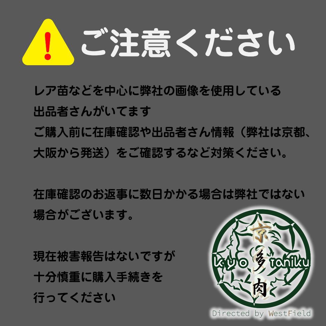 レア【送料込】親株　特大サイズ　フィリグリー　アガベ　チタノタ　圓葉拇指