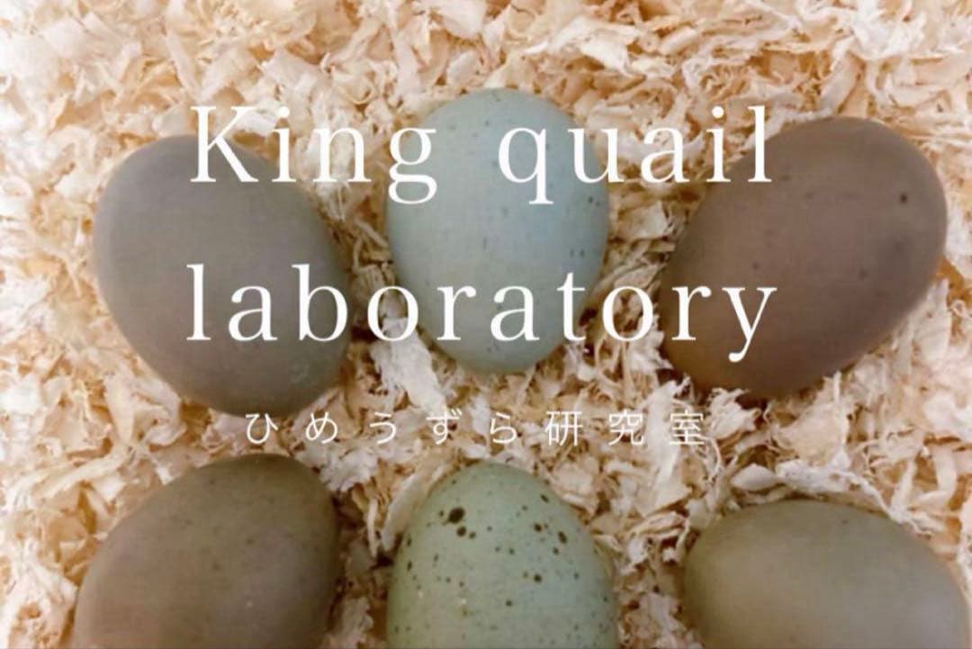 ひめうずら研究室 成鳥用配合飼料 4kg 鳥 餌 ヒメウズラ