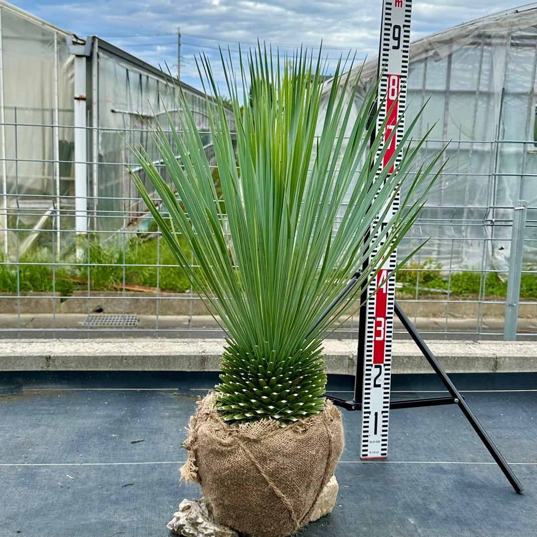 ユッカ ロストラータ（樹高:約79cm）oct58
