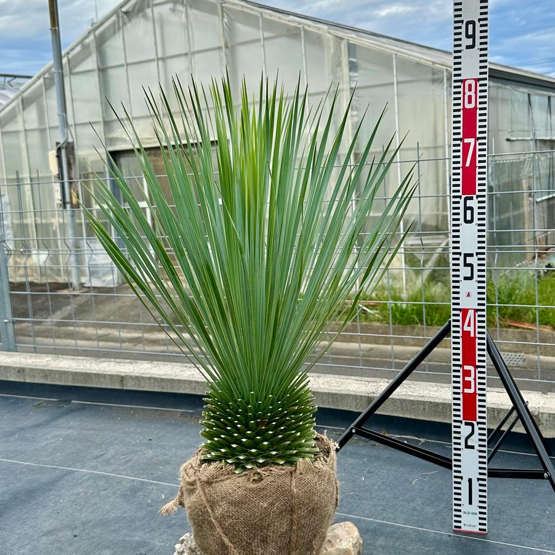 ユッカ ロストラータ（樹高:約79cm）oct58