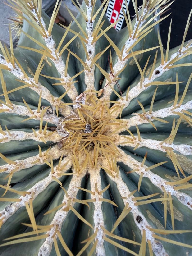 王冠竜　大きな球形サボテン 約90cm