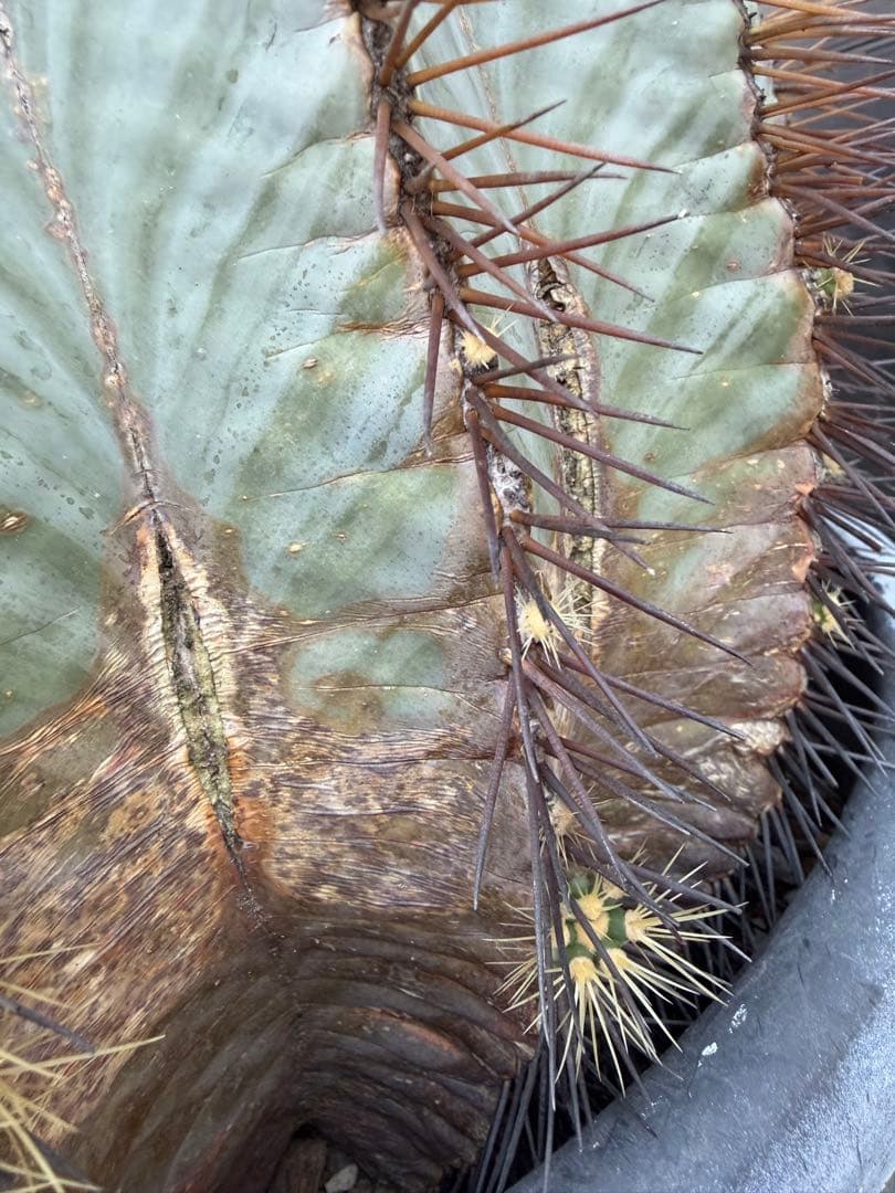 王冠竜　大きな球形サボテン 約90cm