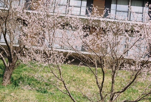 【臨時値下げ】キヤノンEOS55レンズセット