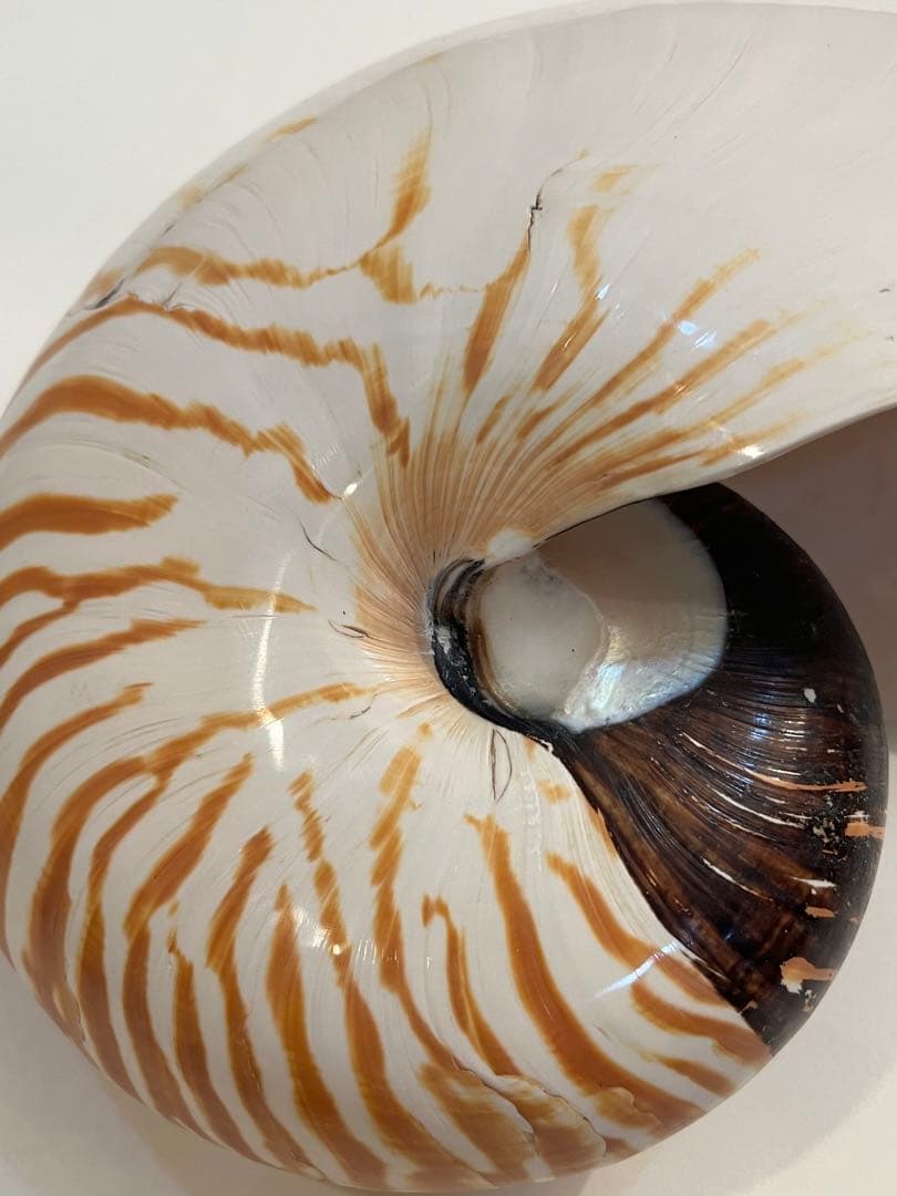 希少サイズ　完品　オウム貝の殻 大小2個セット　フタゴヤシ