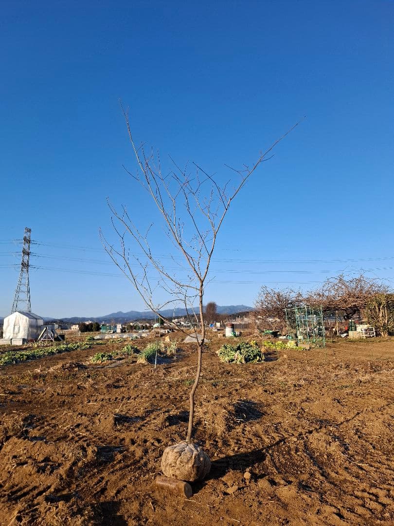 ハウチワカエデ　山彩り　雑木　－－アオダモ、アオハダ、モミジ、カエデーー