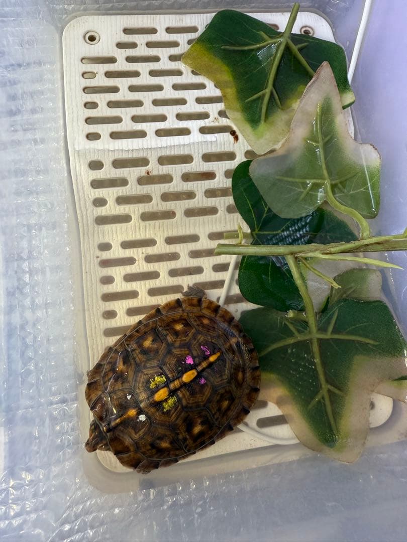 カメ専用飼育ケース　4個セット　小サイズ