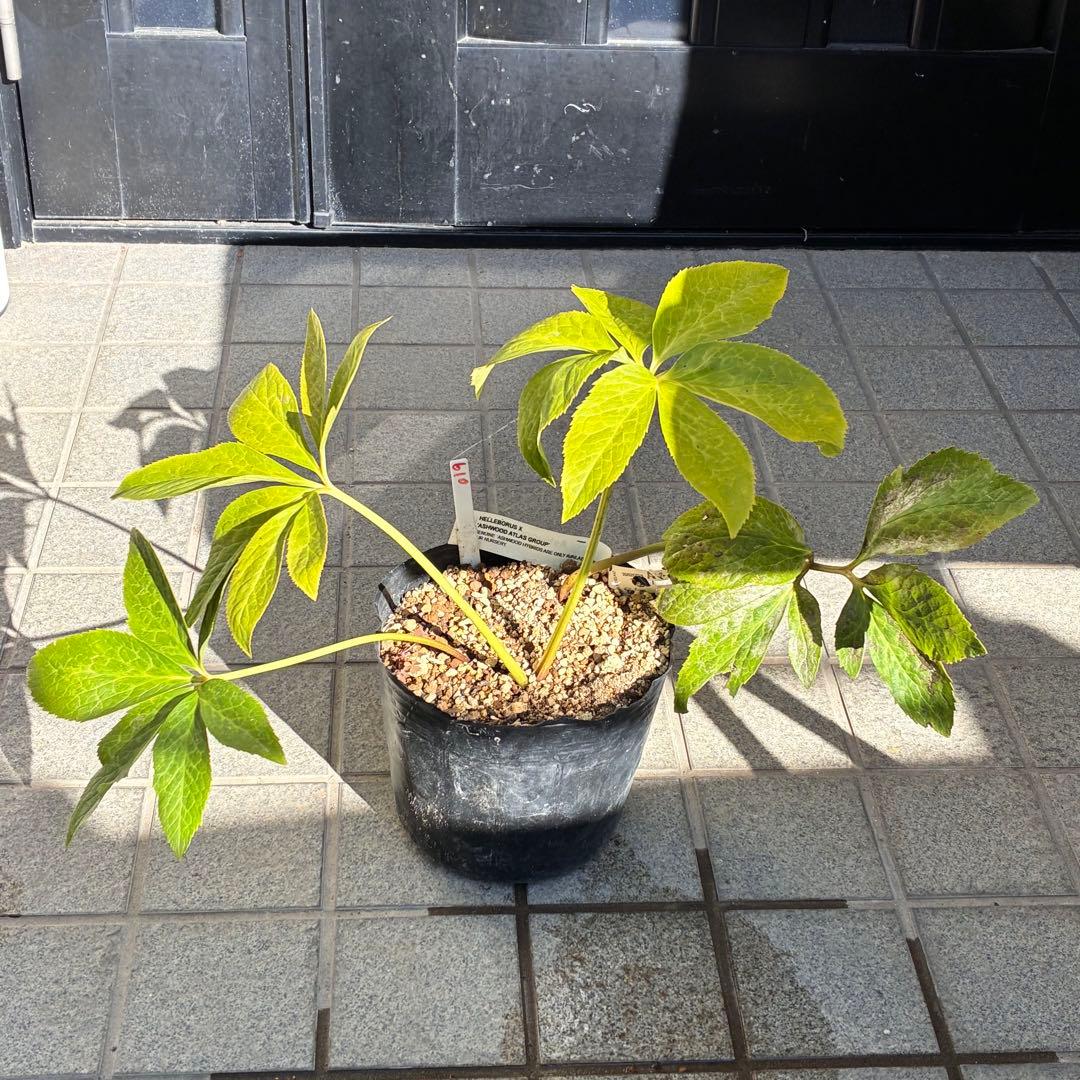 の*ん様 ☘️超特大☘️開花株❤️6号❤️根パンパン❤️610Ash【ATLAS