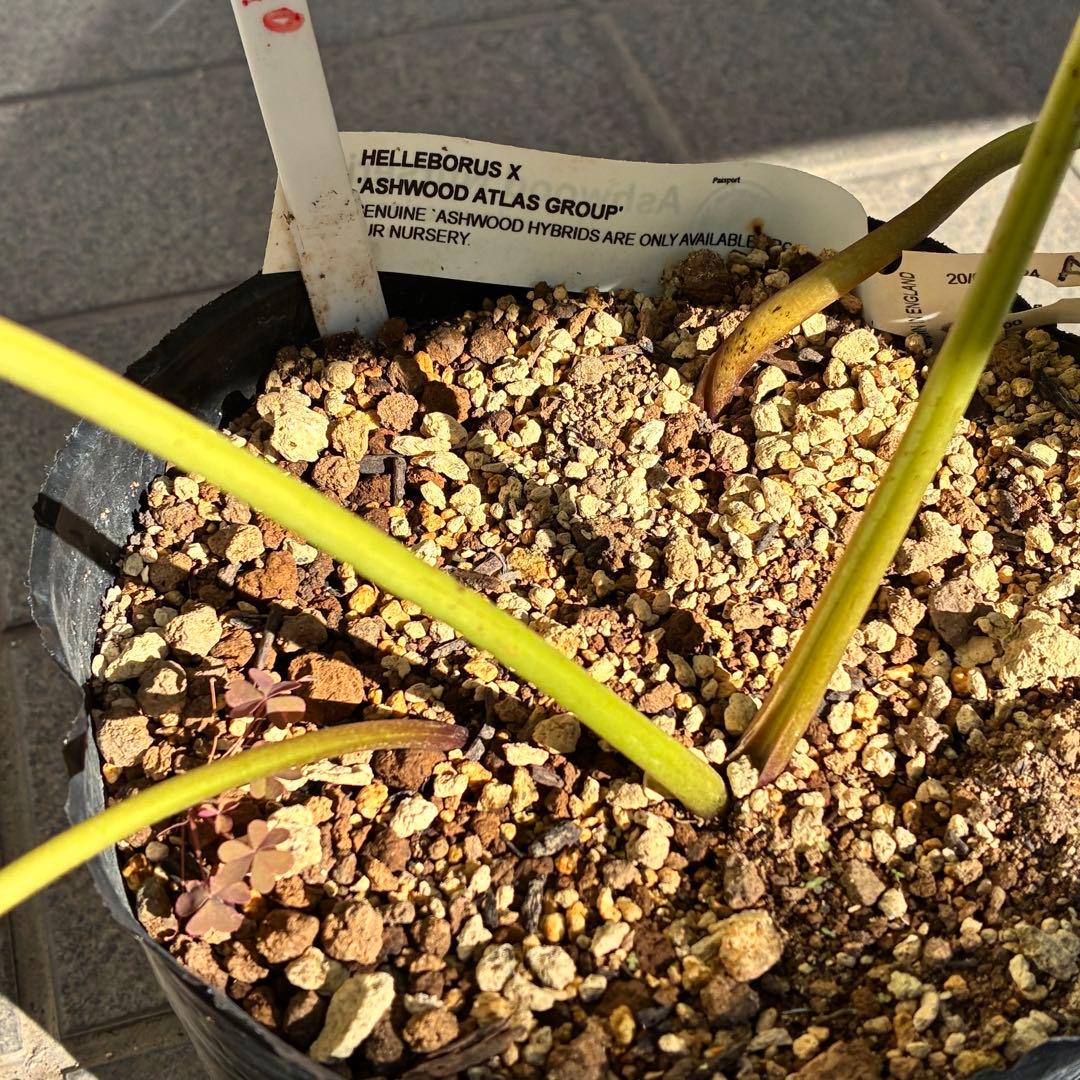 の*ん様 ☘️超特大☘️開花株❤️6号❤️根パンパン❤️610Ash【ATLAS