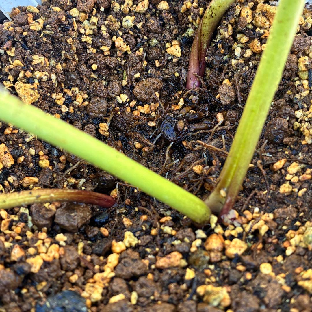 の*ん様 ☘️超特大☘️開花株❤️6号❤️根パンパン❤️610Ash【ATLAS