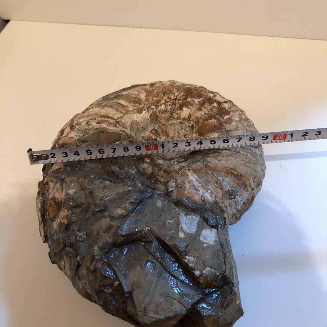 アンモナイト化石（超特大）