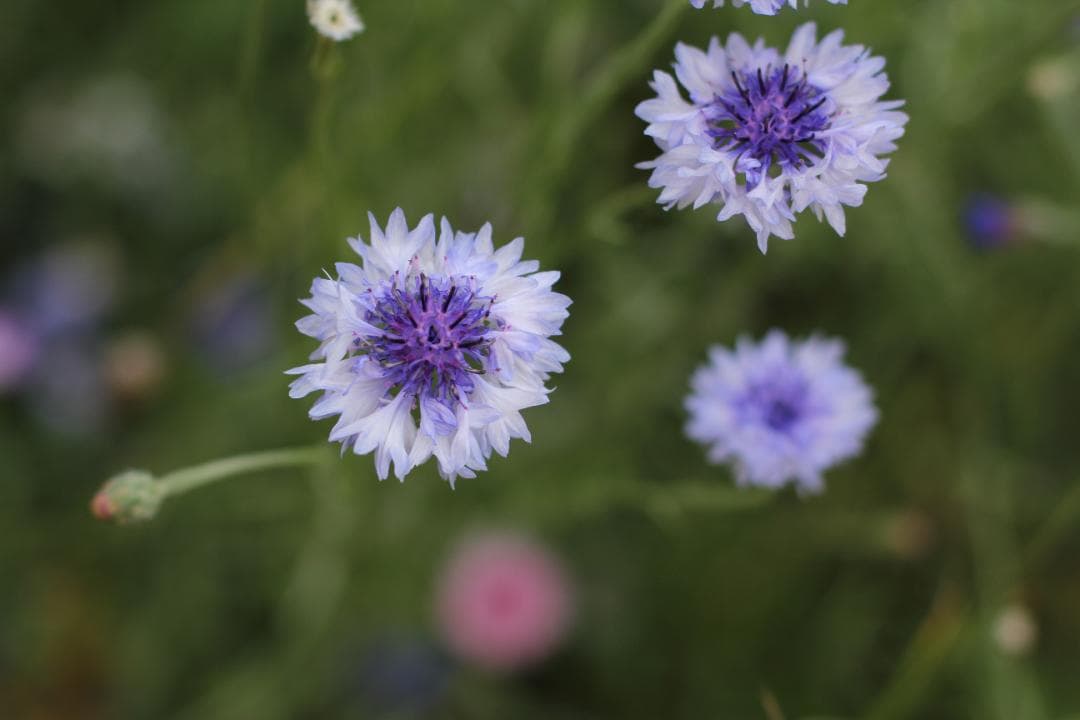 Canon EF50mm f1.4 USM 固定レンズ(ref# 4105)