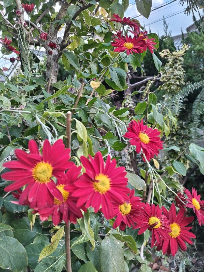 山茶花　茶花　石蕗　南天他