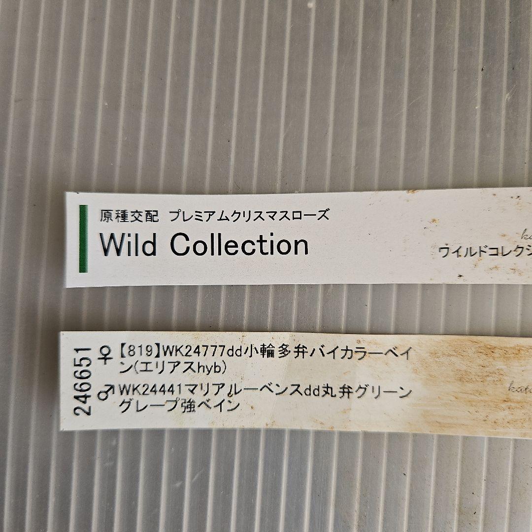 ペコ様ご購入苗㉖-261クリスマスローズ