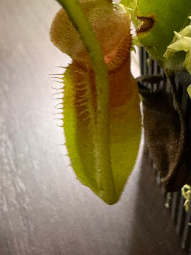 食虫植物N. xtrusmadensis AW clone:1