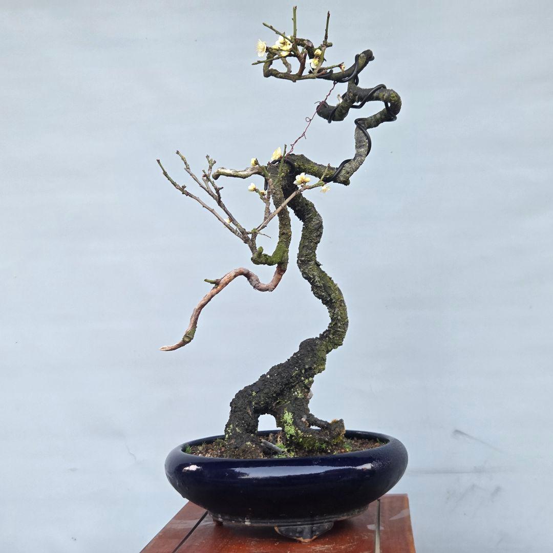 青軸野梅(一重緑萼.白花)　[文人風木]　大品盆栽　梅