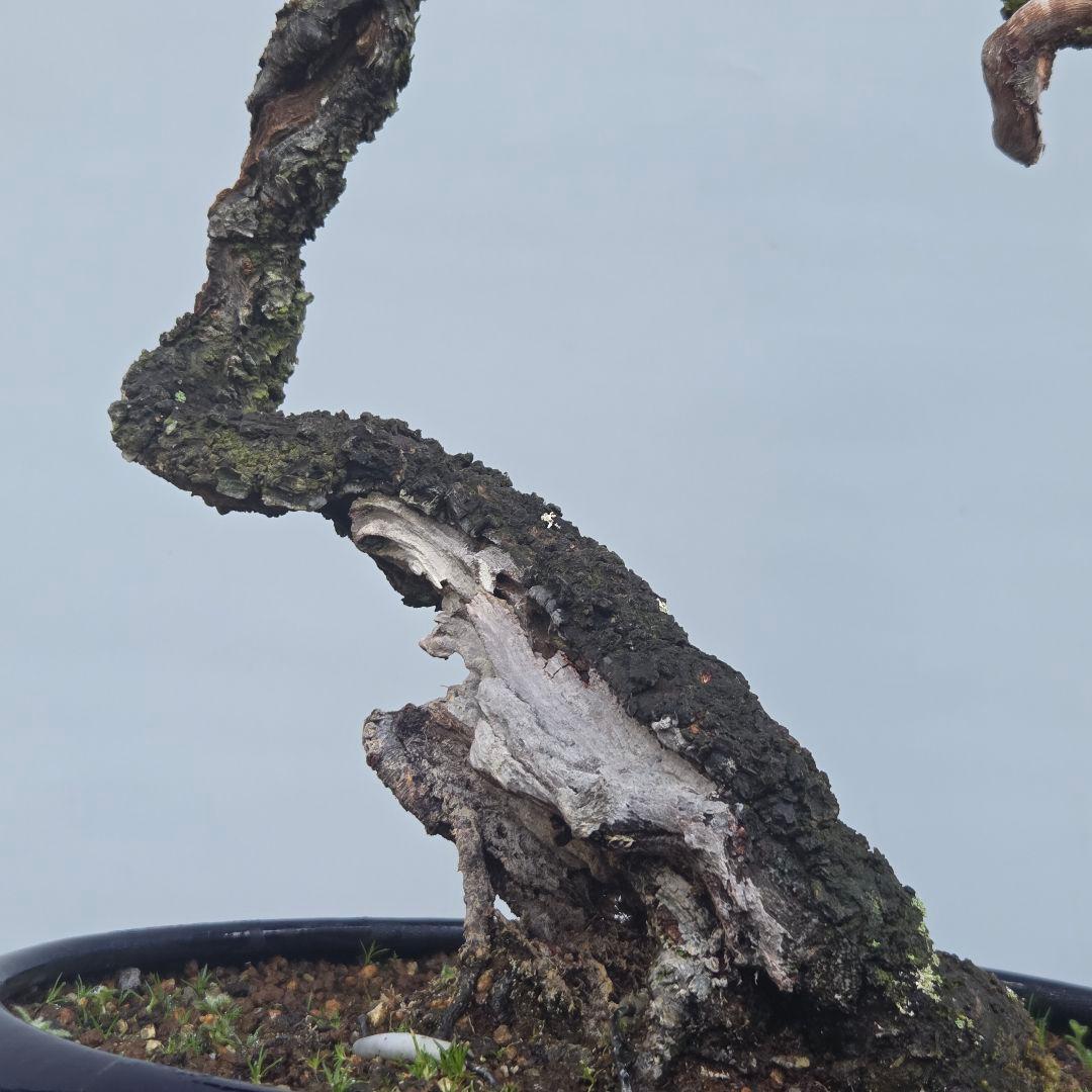 青軸野梅(一重緑萼.白花)　[文人風木]　大品盆栽　梅