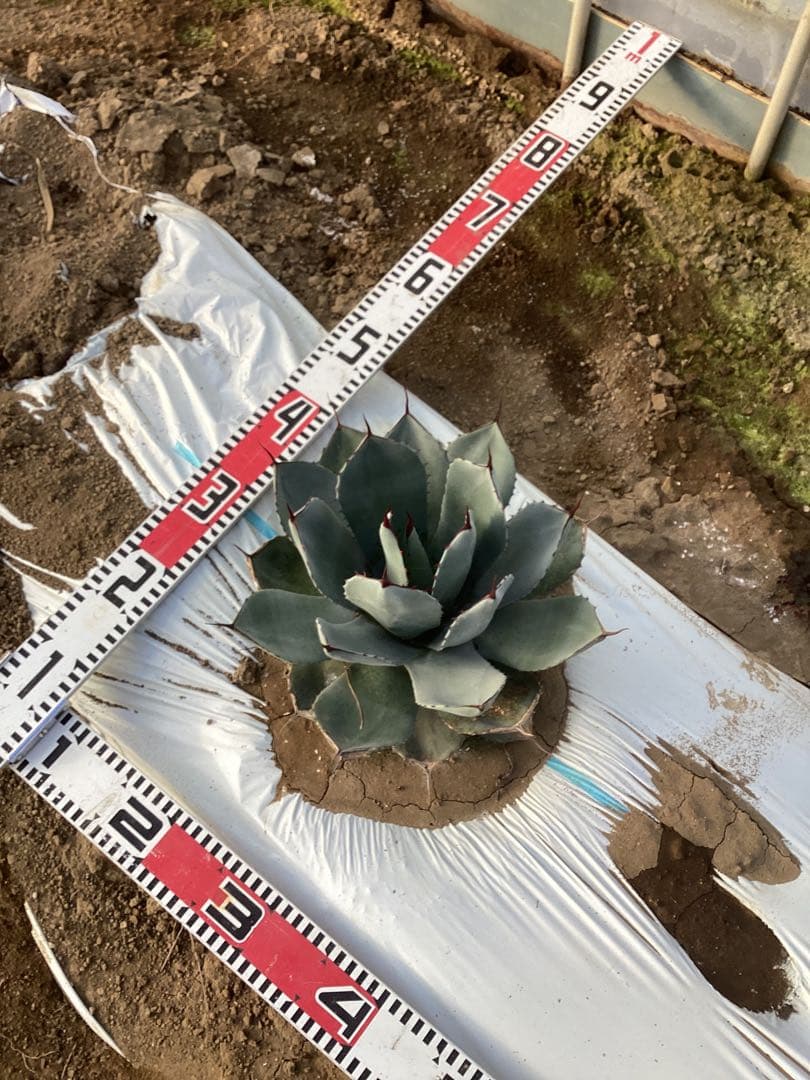 アガベ　トランカータ　実生