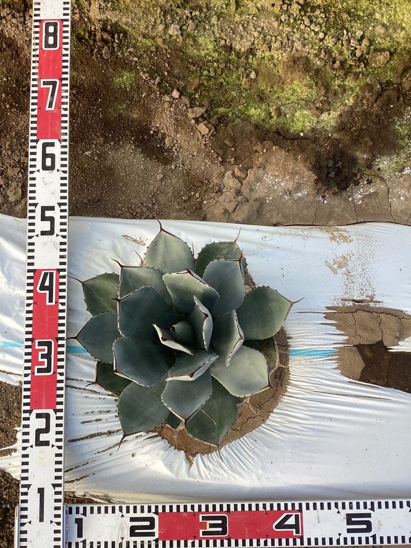 アガベ　トランカータ　実生