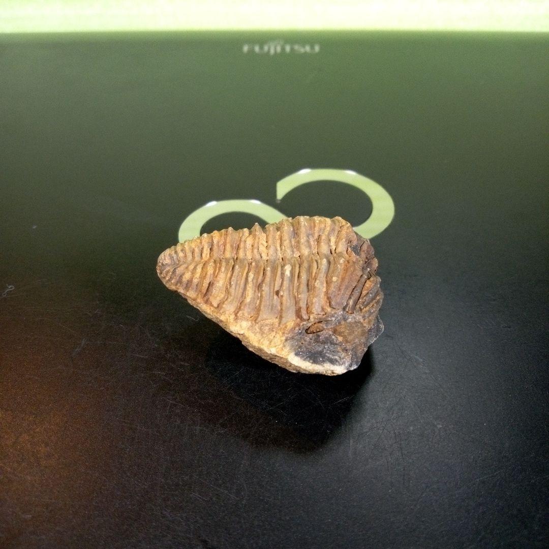 三葉虫　化石　fossil　ボリビア産　trilobite　海生動物識別②