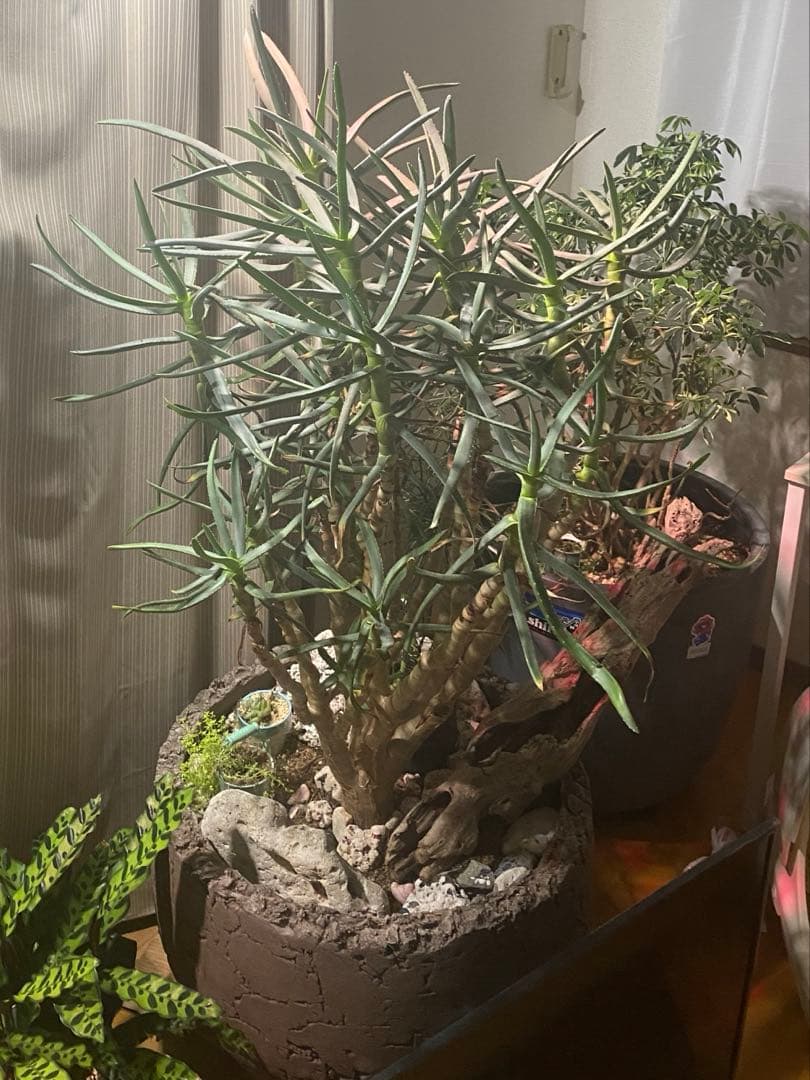 アロエラモシシマ 希少 良型 domani lava 鉢