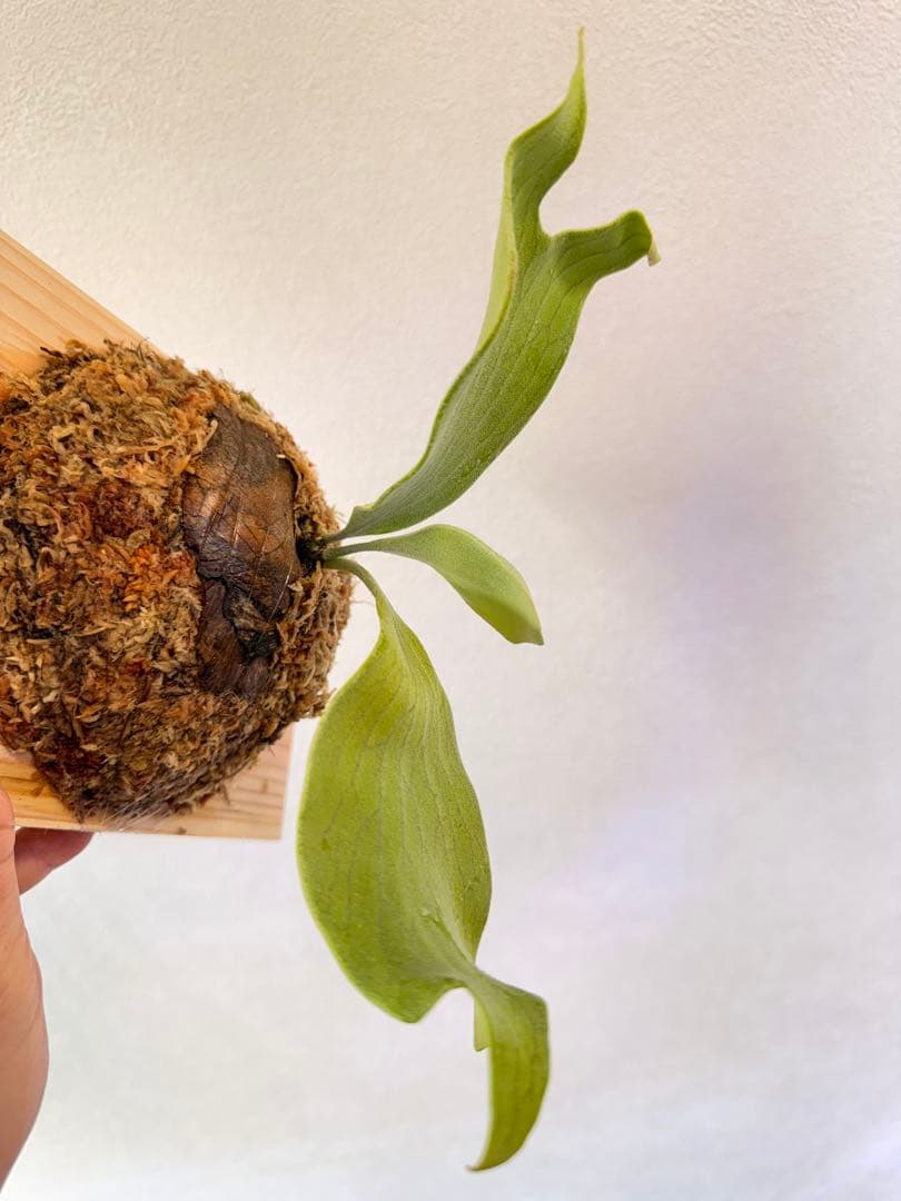 ビカクシダ P.Emma, P.Blue monkey mix spore