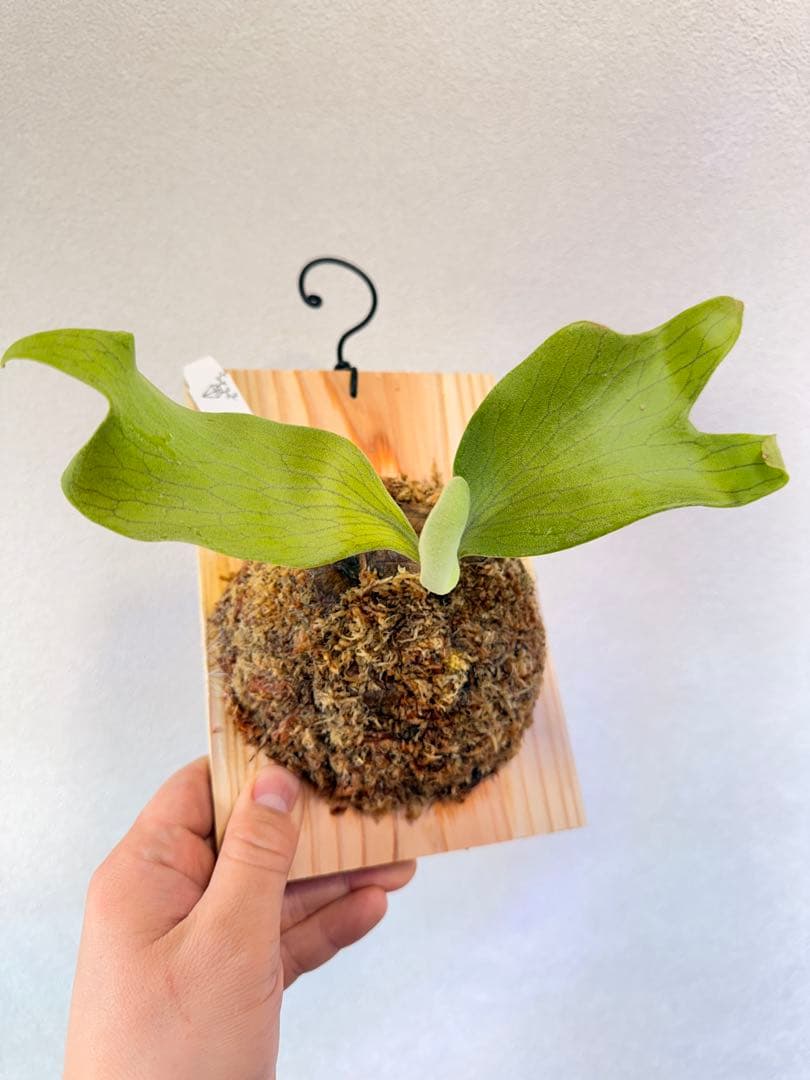 ビカクシダ P.Emma, P.Blue monkey mix spore