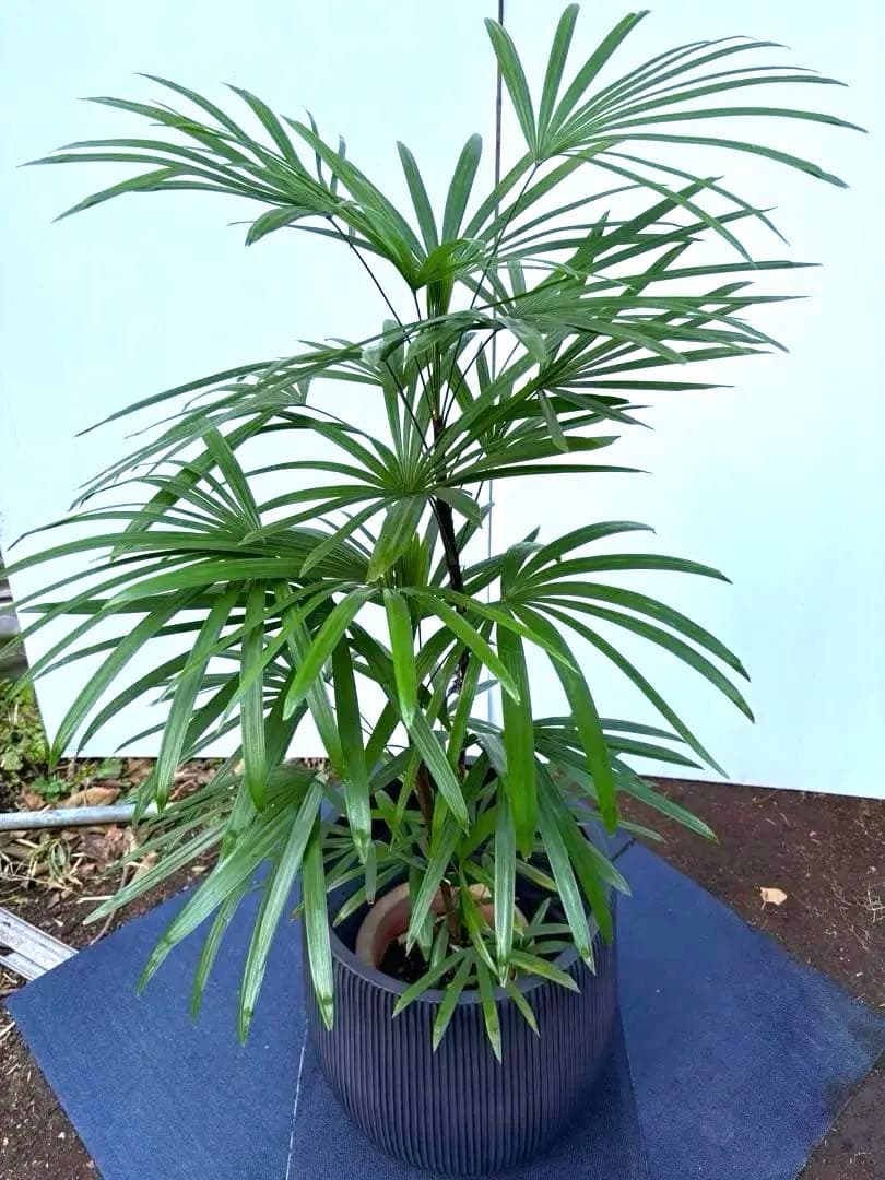 美品‼️棕櫚竹　シュロチク