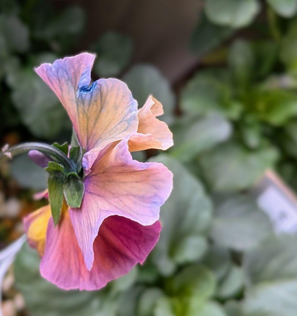 MIYABIのビオコレ①−MIYABI's Viola Collection −