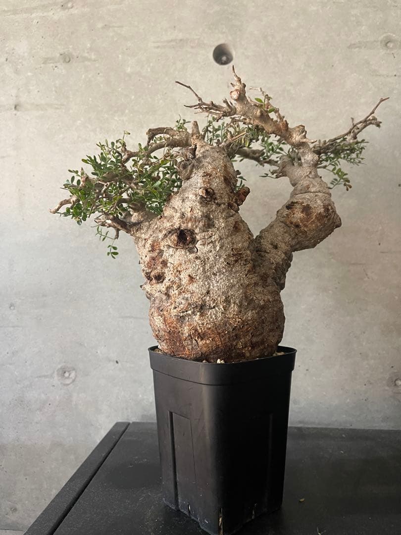 オペルクリカリアパキプス現地中型 発根済