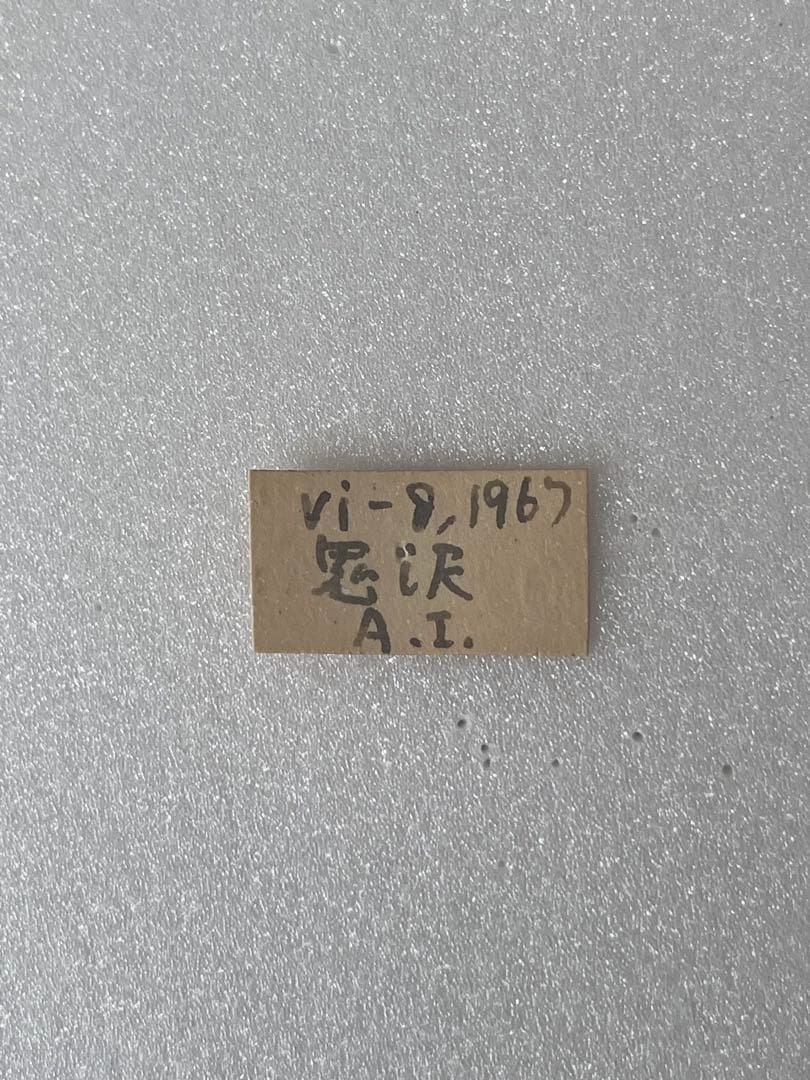 【1967年採集】オオルリシジミ（オス、青森県岩木山嶺）