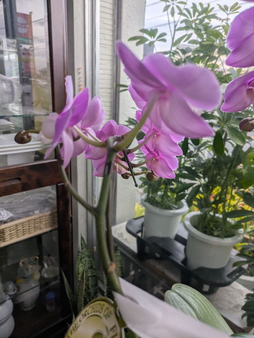 ❀sako様❀
