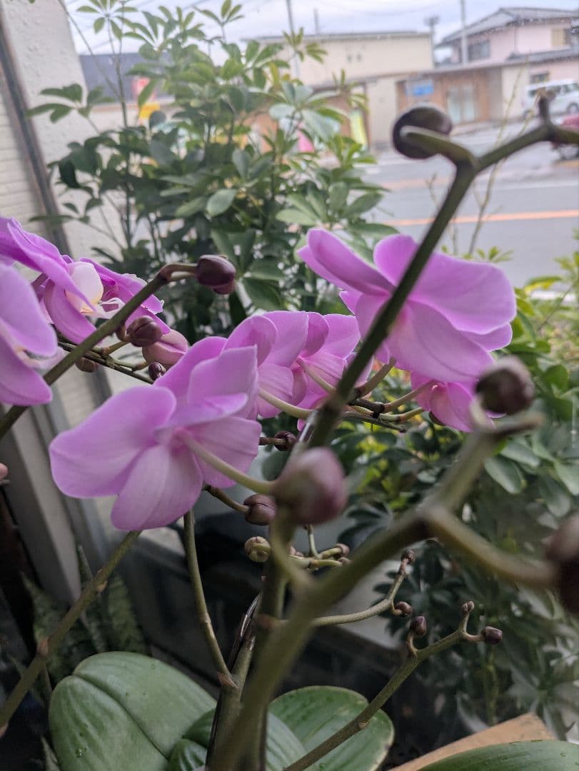 ❀sako様❀