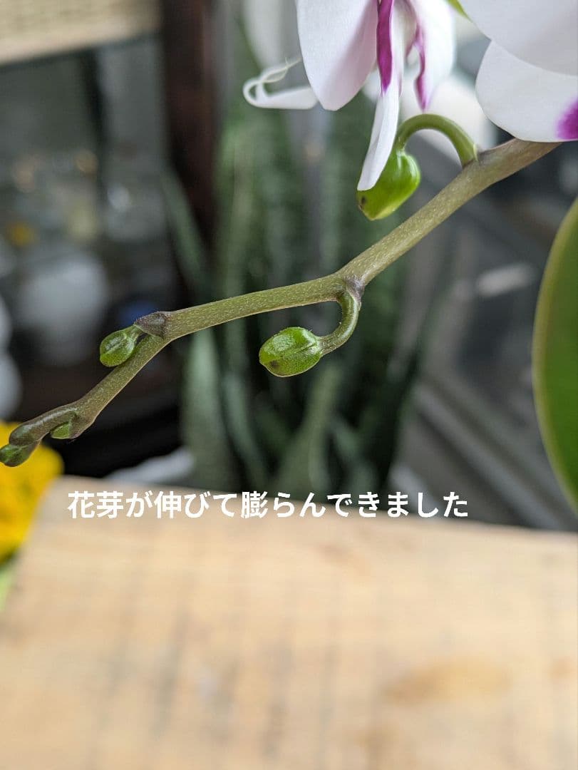 ❀sako様❀