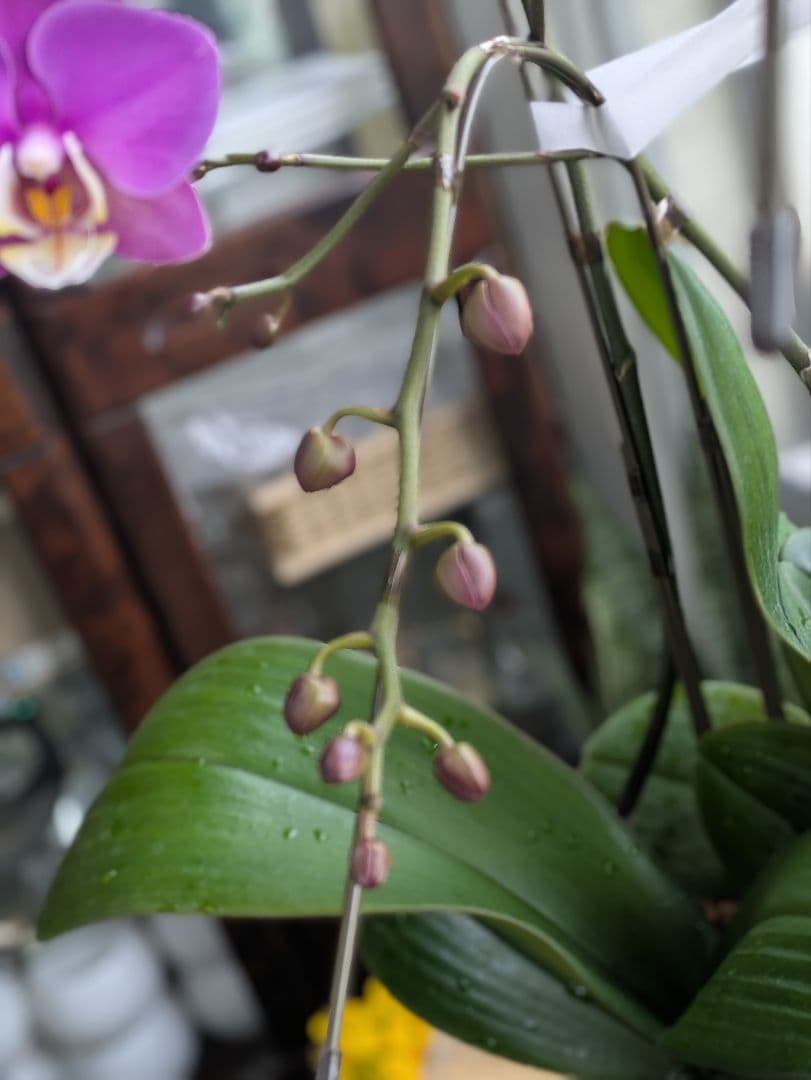 ❀sako様❀